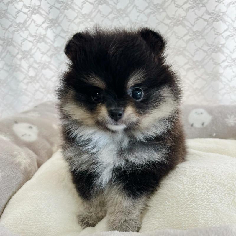 販売中の岡山県のポメラニアン-443103の3枚目