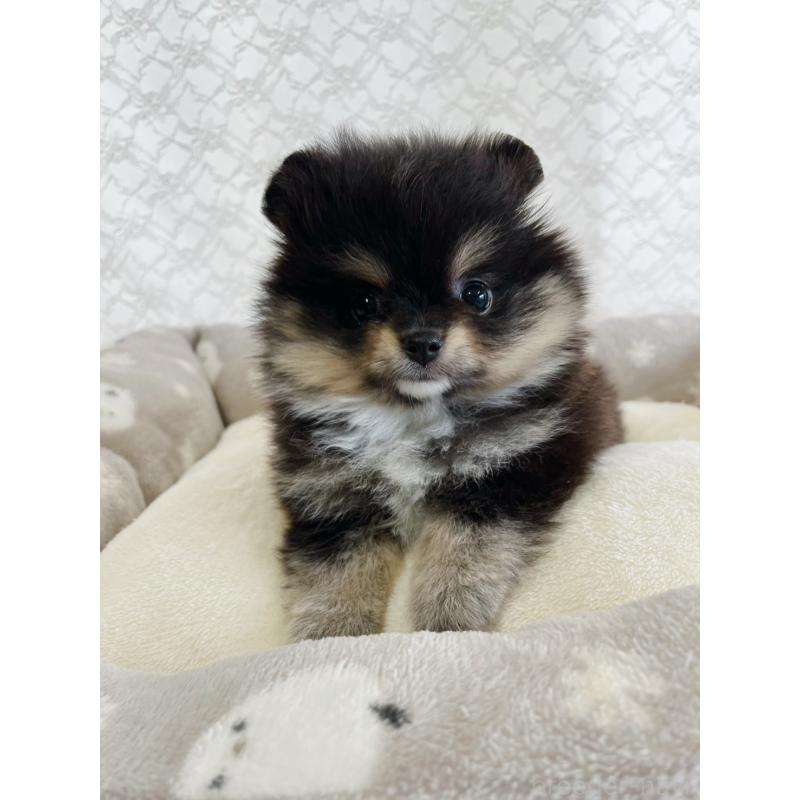 販売中の岡山県のポメラニアン-443103の2枚目