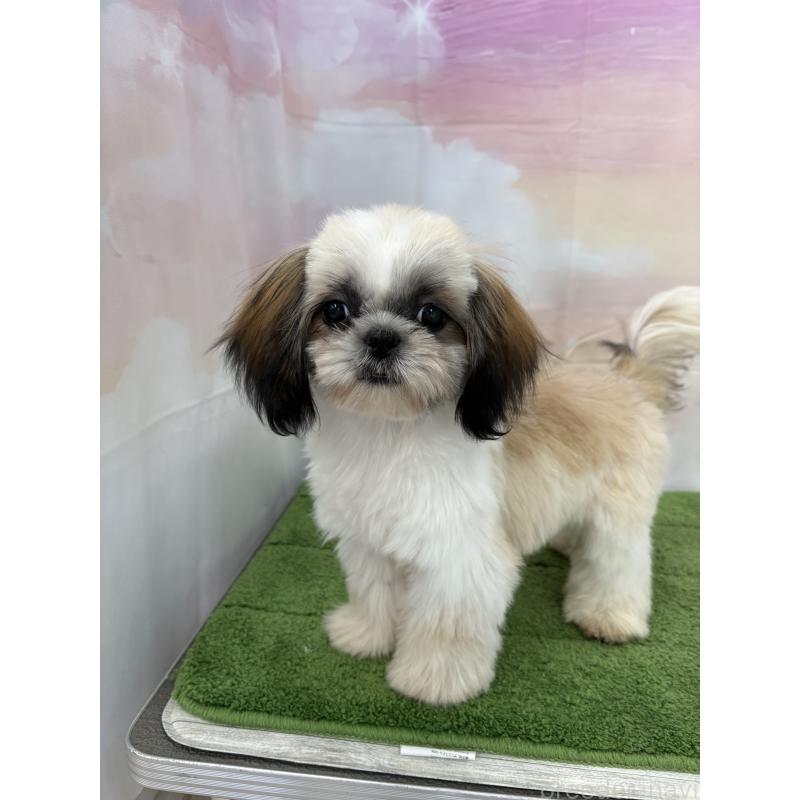 販売中の大阪府のシーズー-418322の13枚目