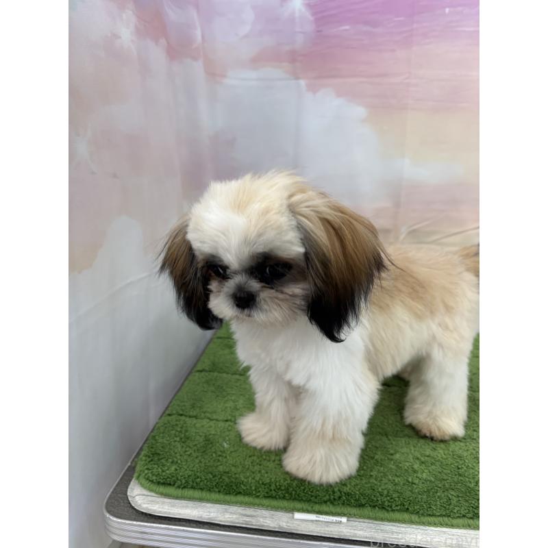 販売中の大阪府のシーズー-418322の12枚目