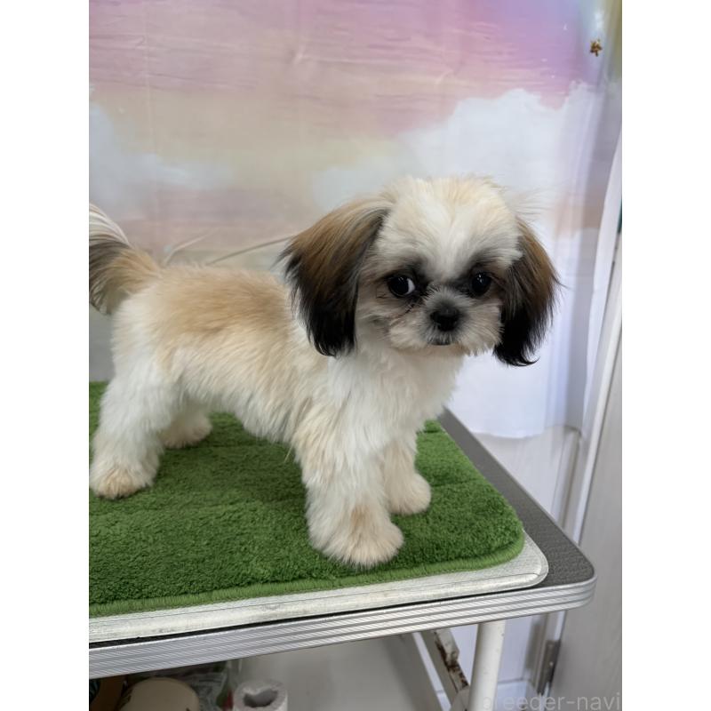 販売中の大阪府のシーズー-418322の10枚目