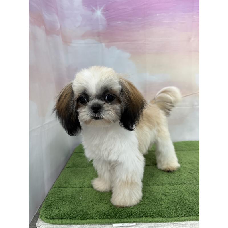 販売中の大阪府のシーズー-418322の8枚目