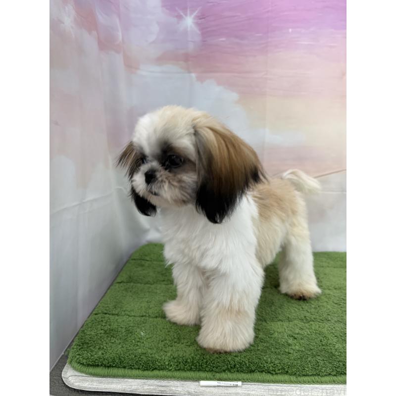 販売中の大阪府のシーズー-418322の7枚目