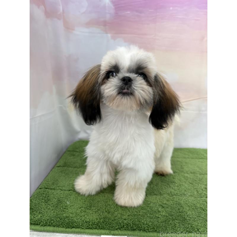 販売中の大阪府のシーズー-418322の4枚目