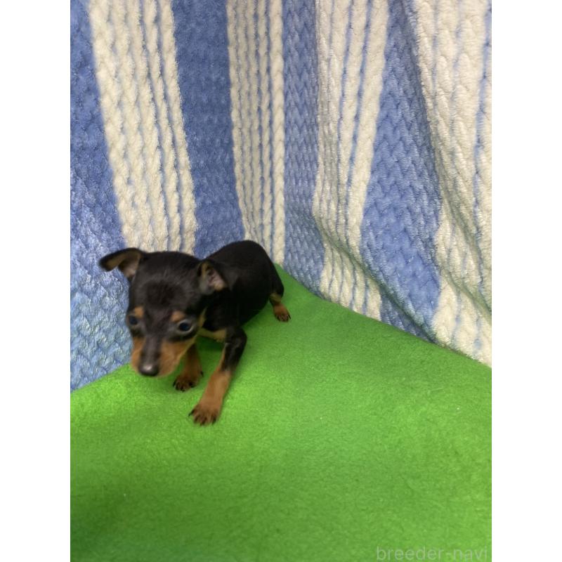 販売中の佐賀県のミニチュアピンシャー(ミニピン)-443106の2枚目