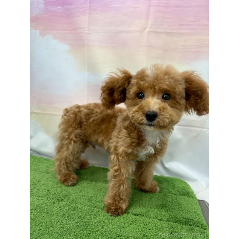 販売中の大阪府のティーカッププードル-422310の8枚目