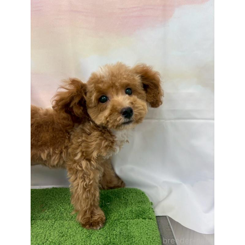 販売中の大阪府のティーカッププードル-422310の7枚目