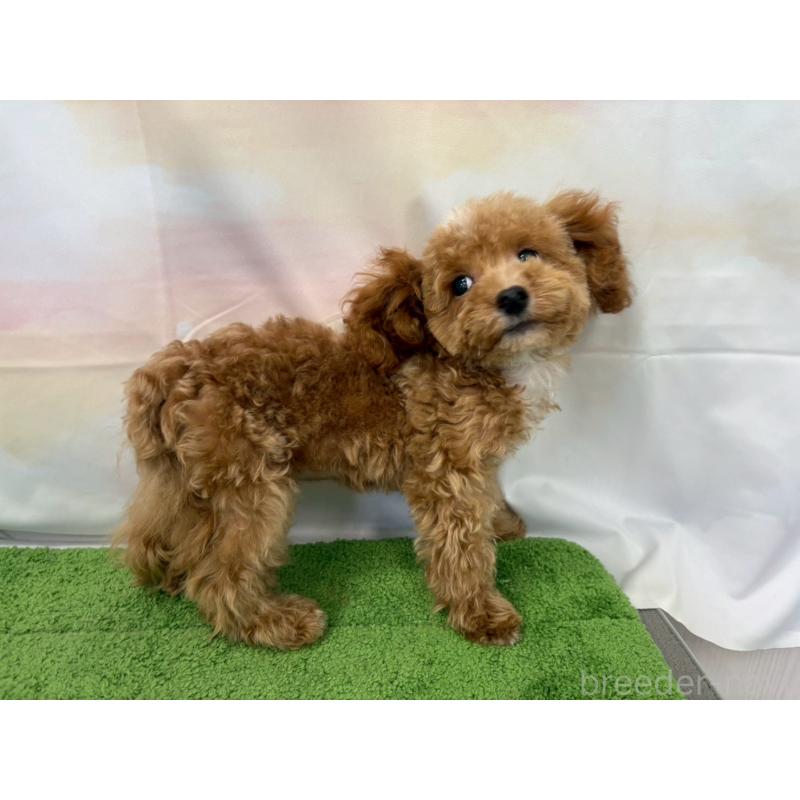 販売中の大阪府のティーカッププードル-422310の5枚目