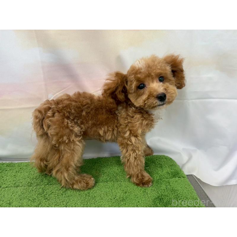 販売中の大阪府のティーカッププードル-422310の4枚目