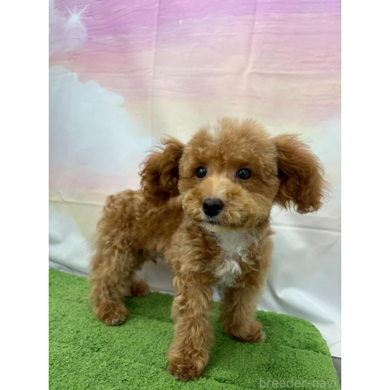 販売中の大阪府のティーカッププードル-422310の3枚目