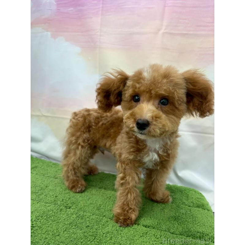 販売中の大阪府のティーカッププードル-422310の2枚目