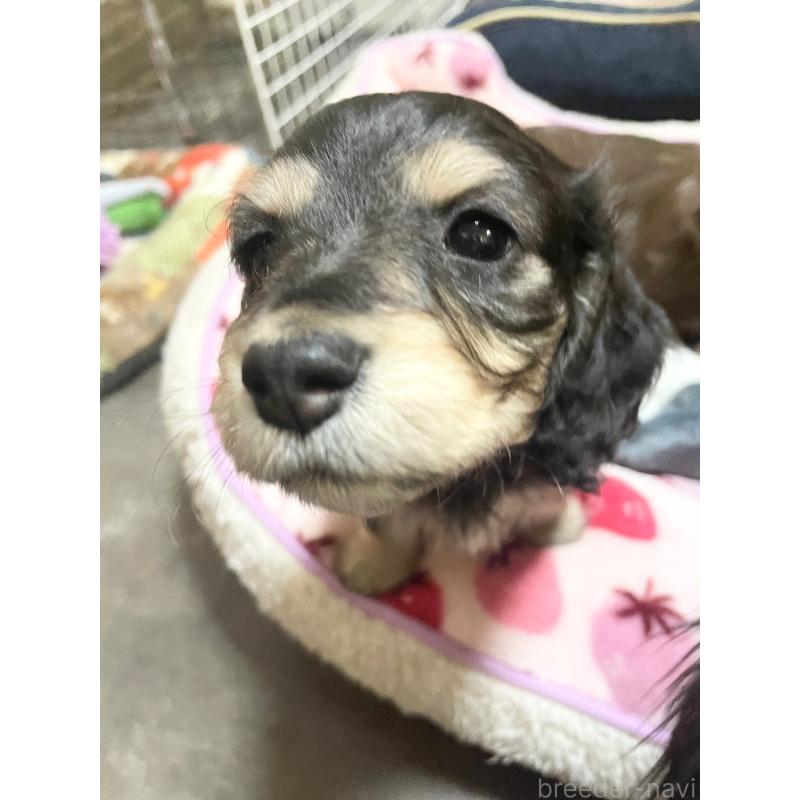 販売中の広島県のミニチュアダックスフンド(ロングヘアード)-443108の3枚目