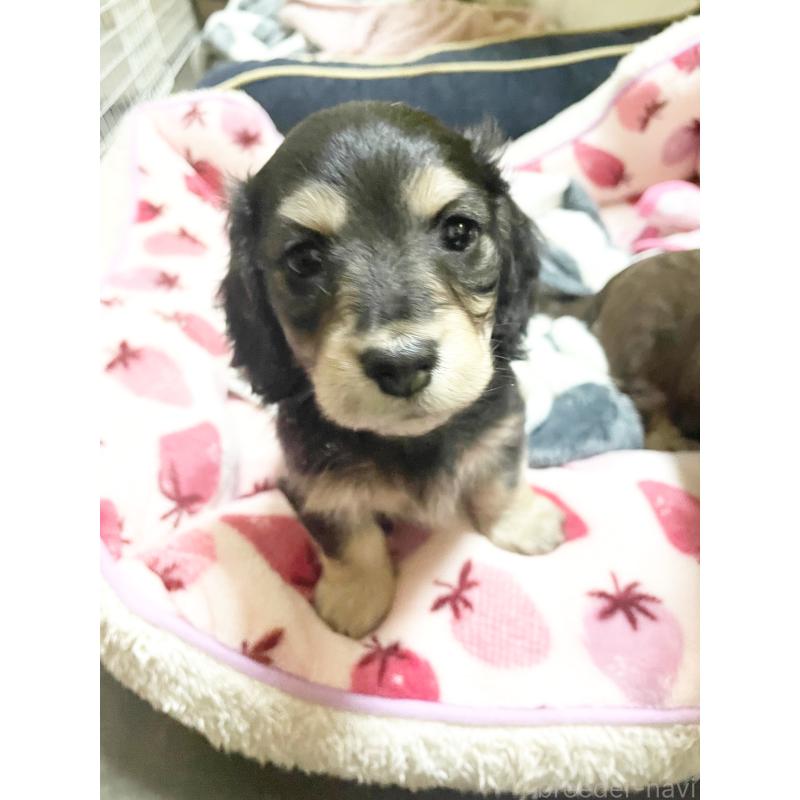 販売中の広島県のミニチュアダックスフンド(ロングヘアード)-443108の2枚目