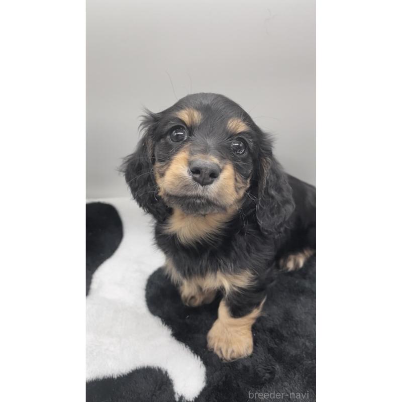 販売中の広島県のミニチュアダックスフンド(ロングヘアード)-443109の3枚目