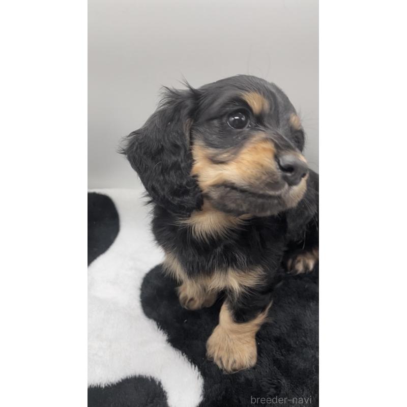 販売中の広島県のミニチュアダックスフンド(ロングヘアード)-443109の2枚目