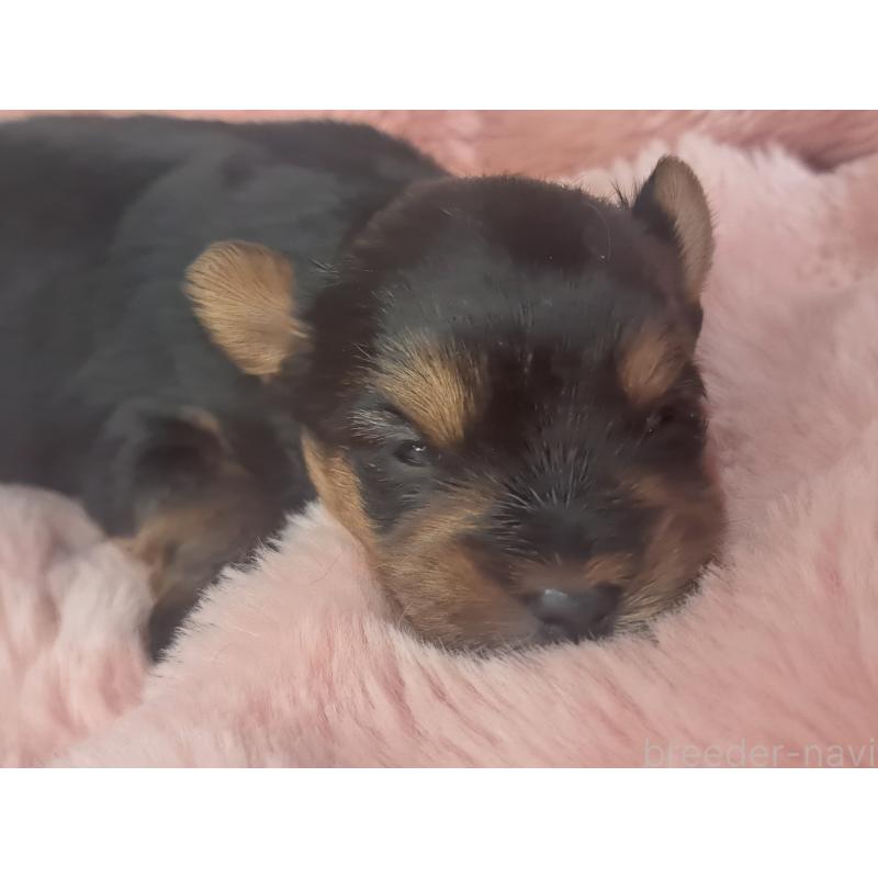 販売中の愛知県のヨークシャーテリア-443110の3枚目