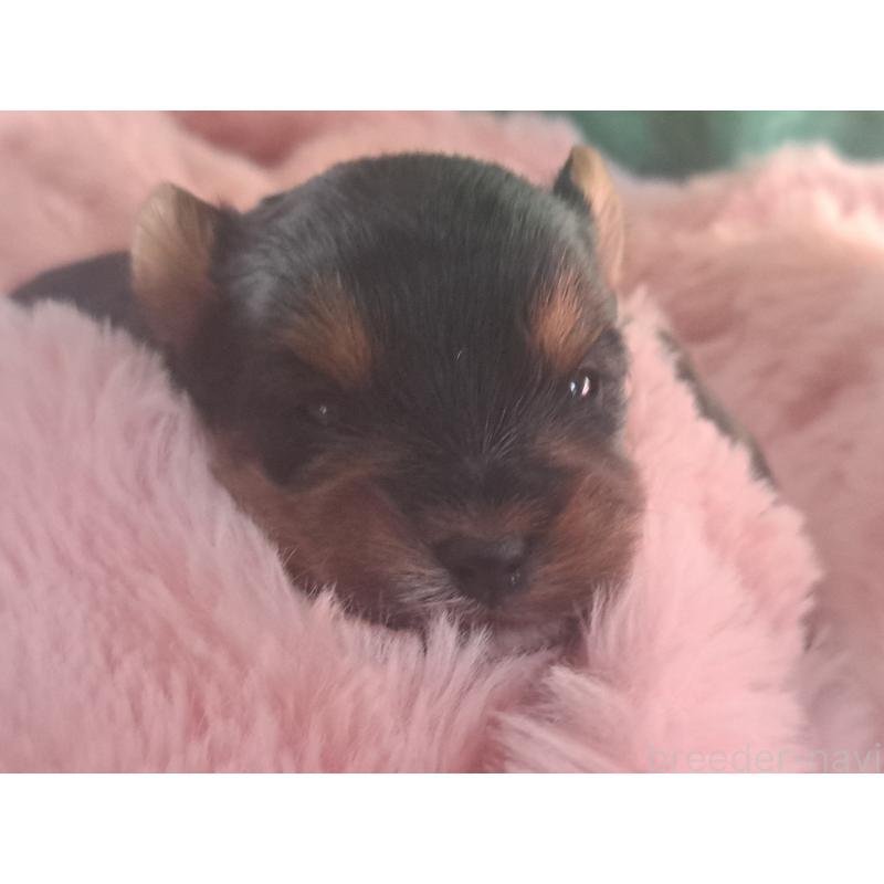 販売中の愛知県のヨークシャーテリア-443110の1枚目