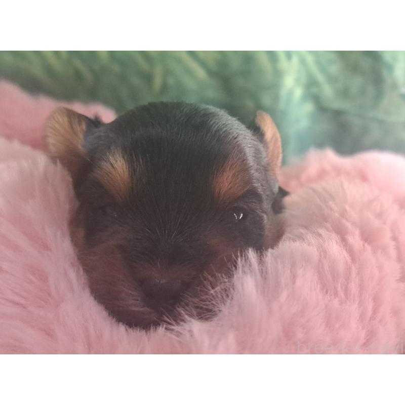 販売中の愛知県のヨークシャーテリア-443110の2枚目