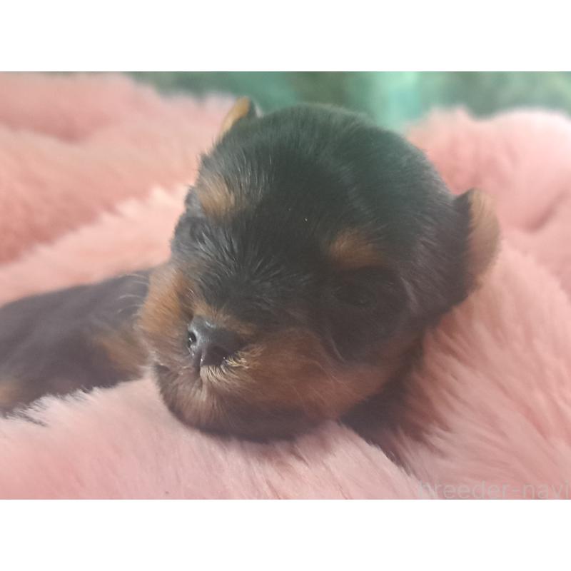 販売中の愛知県のヨークシャーテリア-443111の2枚目