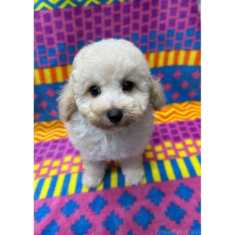 販売中の大阪府のタイニープードル-443112の1枚目