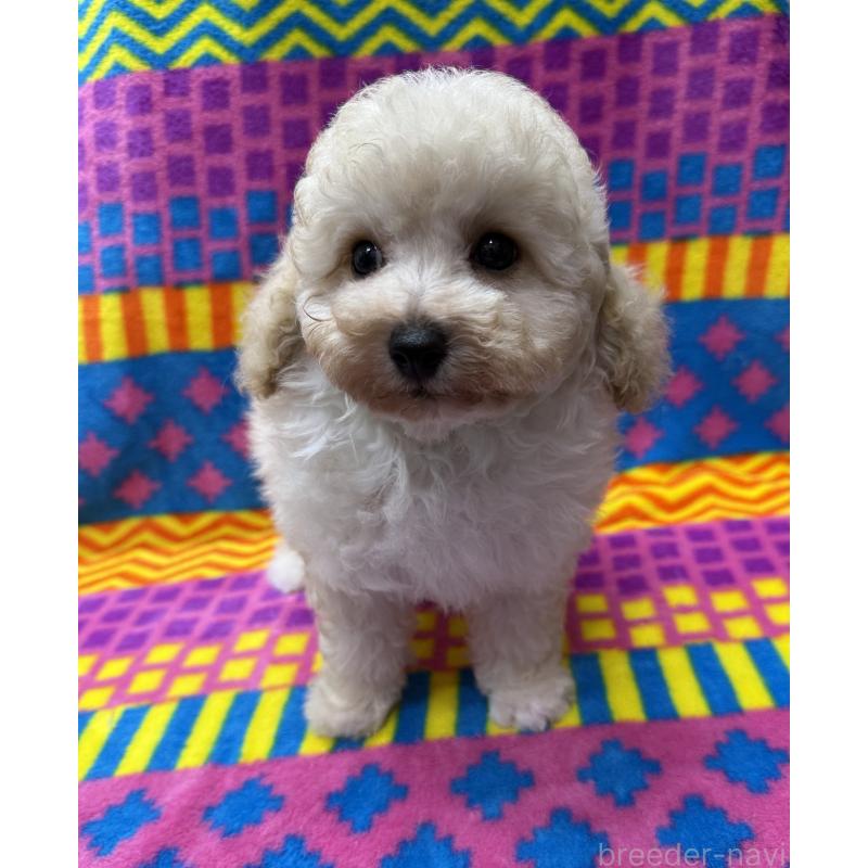 販売中の大阪府のタイニープードル-443112の4枚目