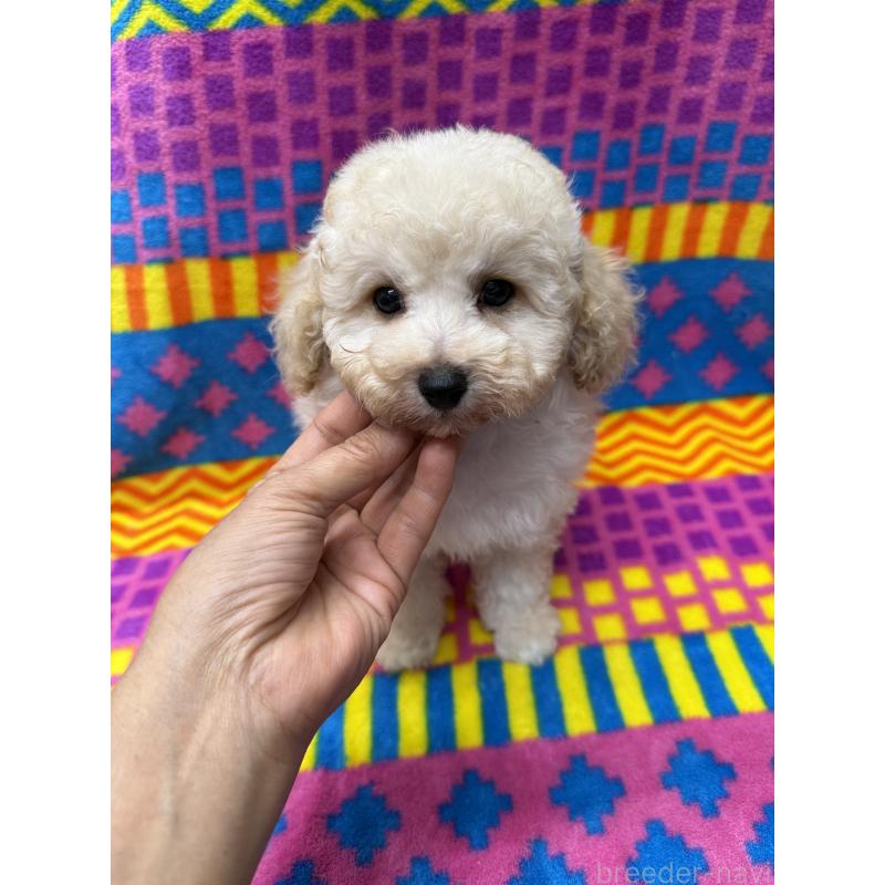 販売中の大阪府のタイニープードル-443112の3枚目