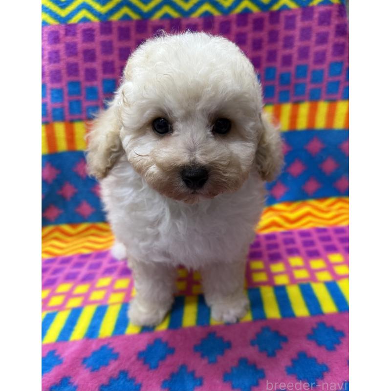 販売中の大阪府のタイニープードル-443112の2枚目