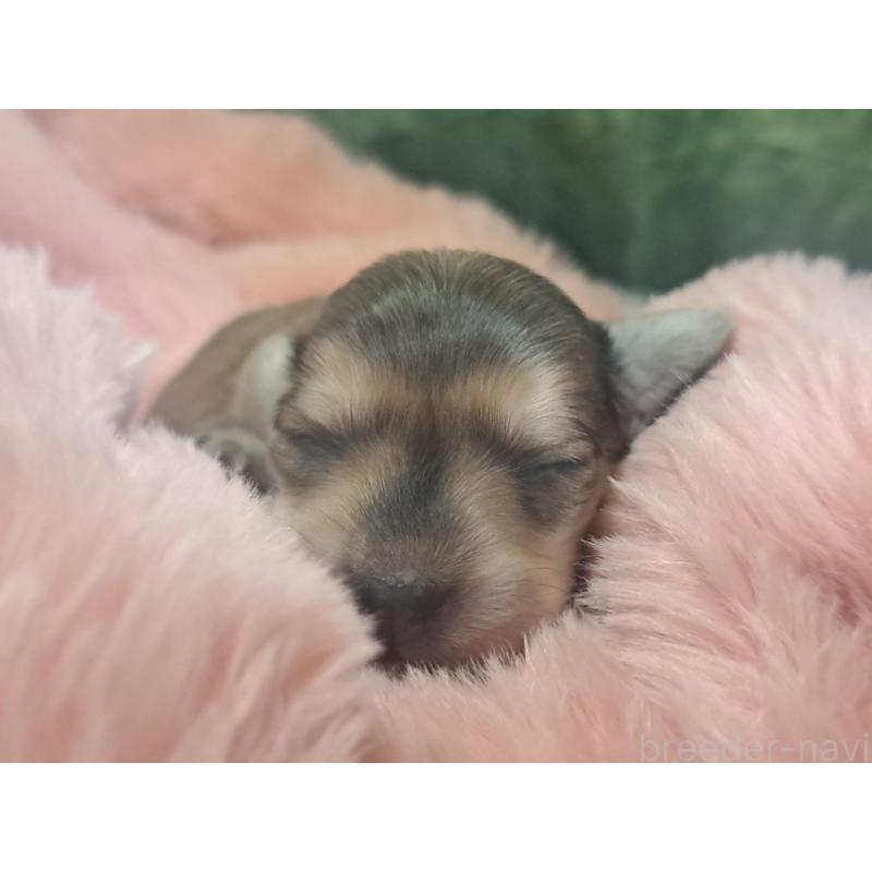 販売中の愛知県のミニチュアダックスフンド(ロングヘアード)-443113の1枚目