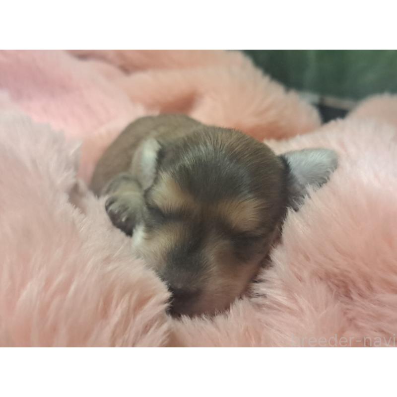 販売中の愛知県のミニチュアダックスフンド(ロングヘアード)-443113の5枚目