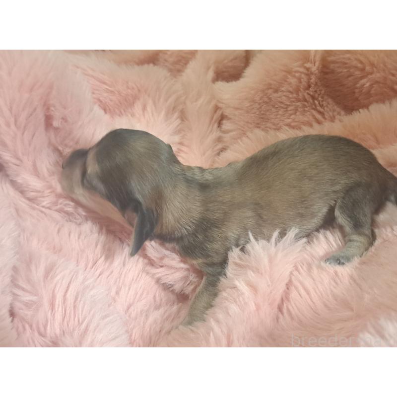 販売中の愛知県のミニチュアダックスフンド(ロングヘアード)-443113の4枚目