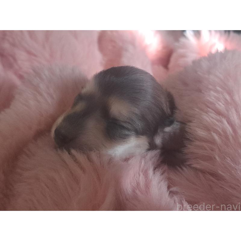 販売中の愛知県のミニチュアダックスフンド(ロングヘアード)-443113の3枚目