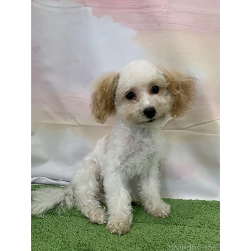 販売中の大阪府のティーカッププードル-420236の10枚目