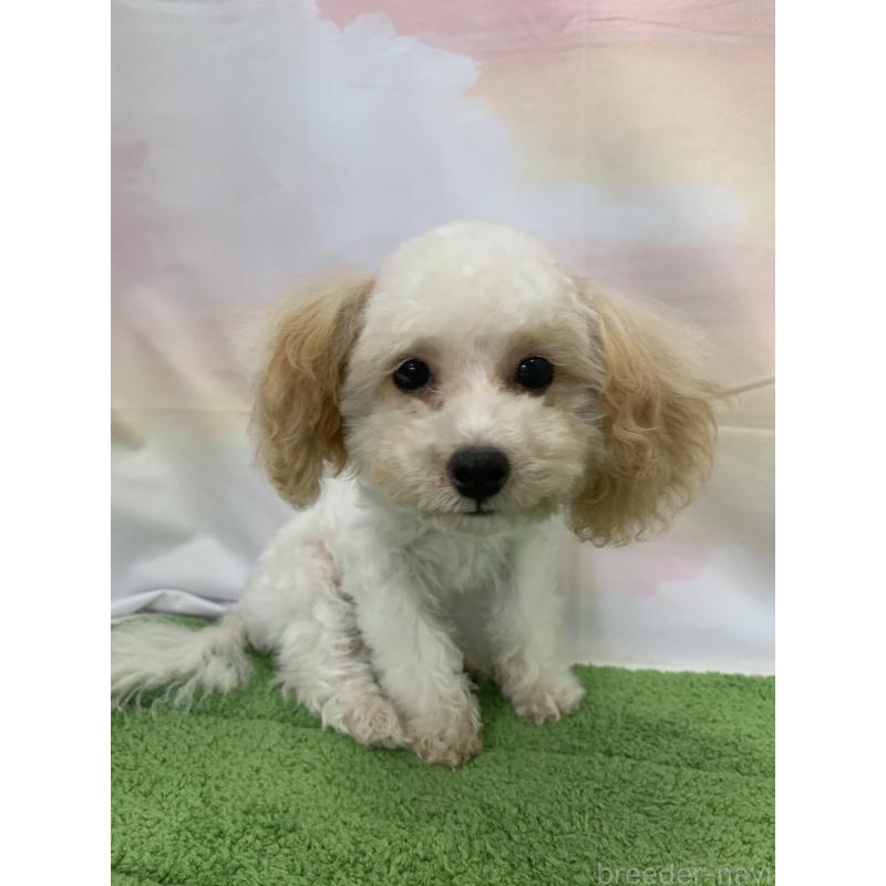 販売中の大阪府のティーカッププードル-420236の9枚目