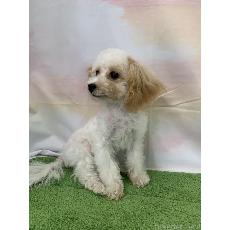 販売中の大阪府のティーカッププードル-420236の8枚目