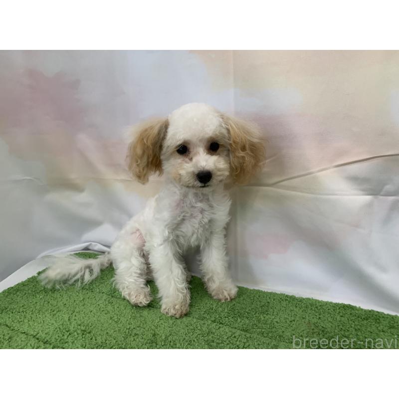 販売中の大阪府のティーカッププードル-420236の7枚目