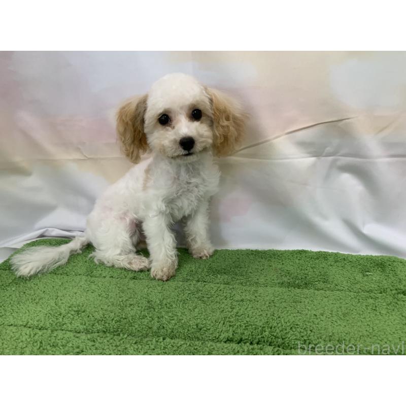 販売中の大阪府のティーカッププードル-420236の6枚目