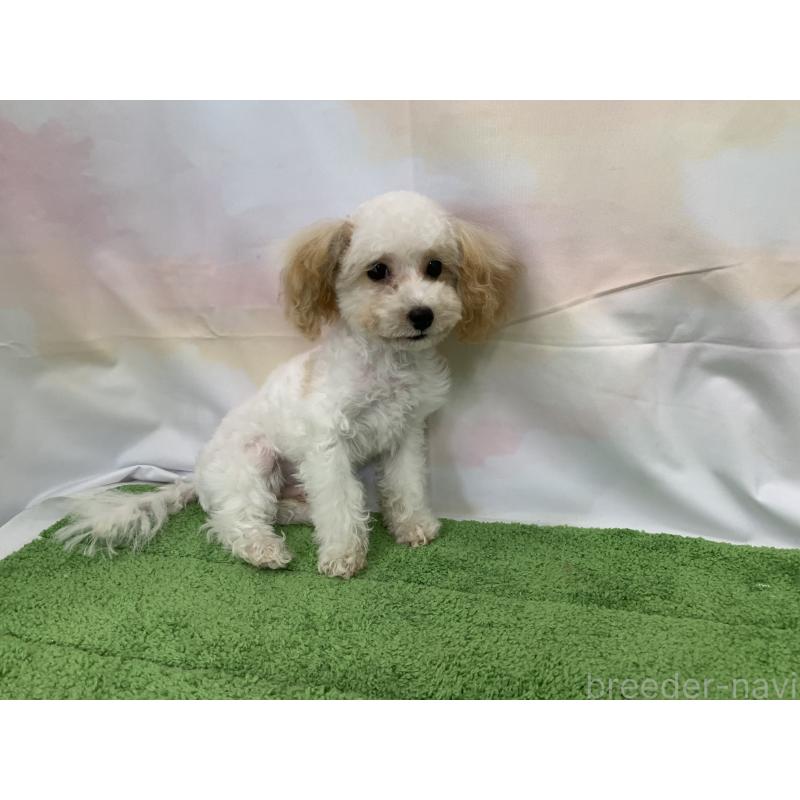 販売中の大阪府のティーカッププードル-420236の5枚目