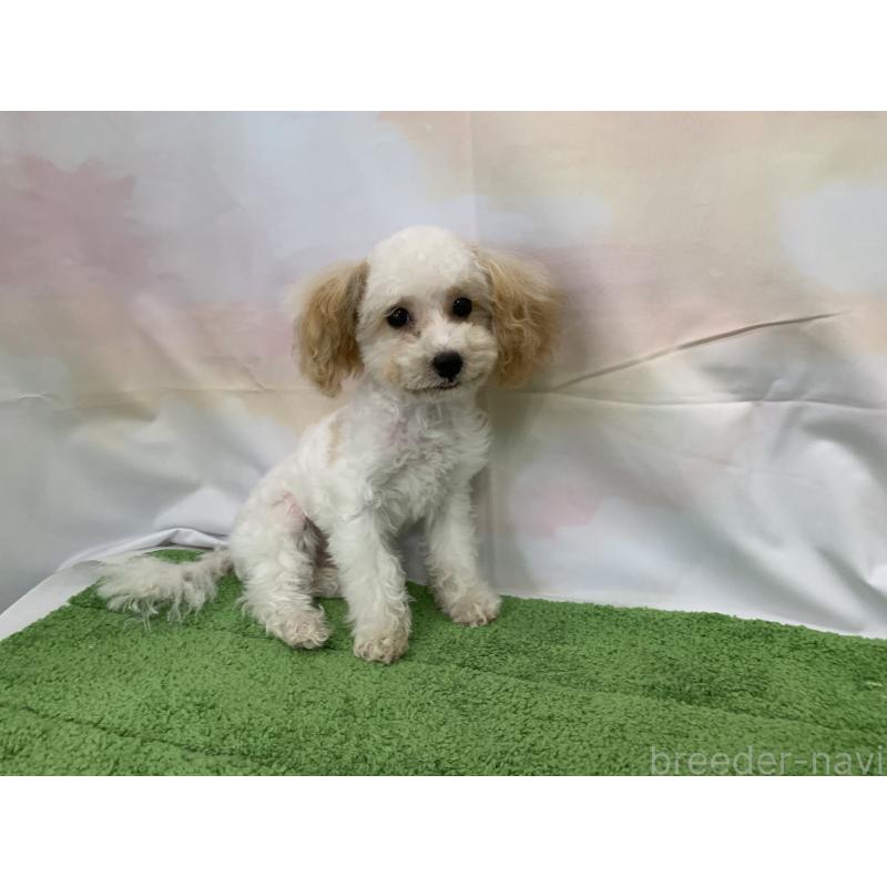 販売中の大阪府のティーカッププードル-420236の4枚目