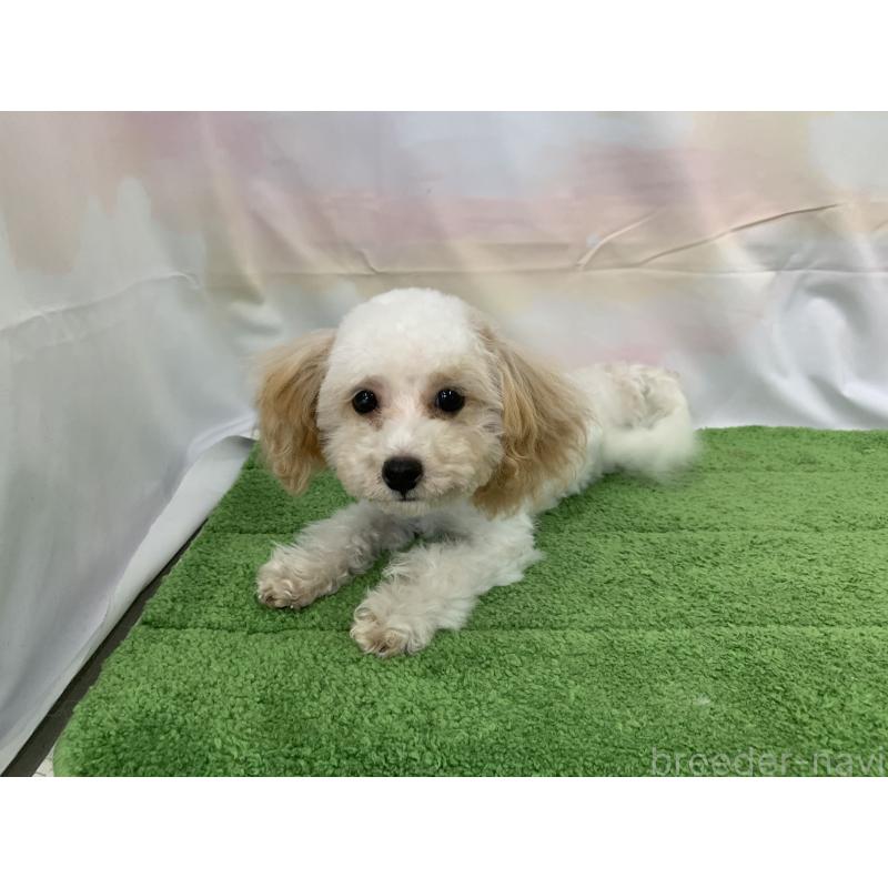 販売中の大阪府のティーカッププードル-420236の3枚目