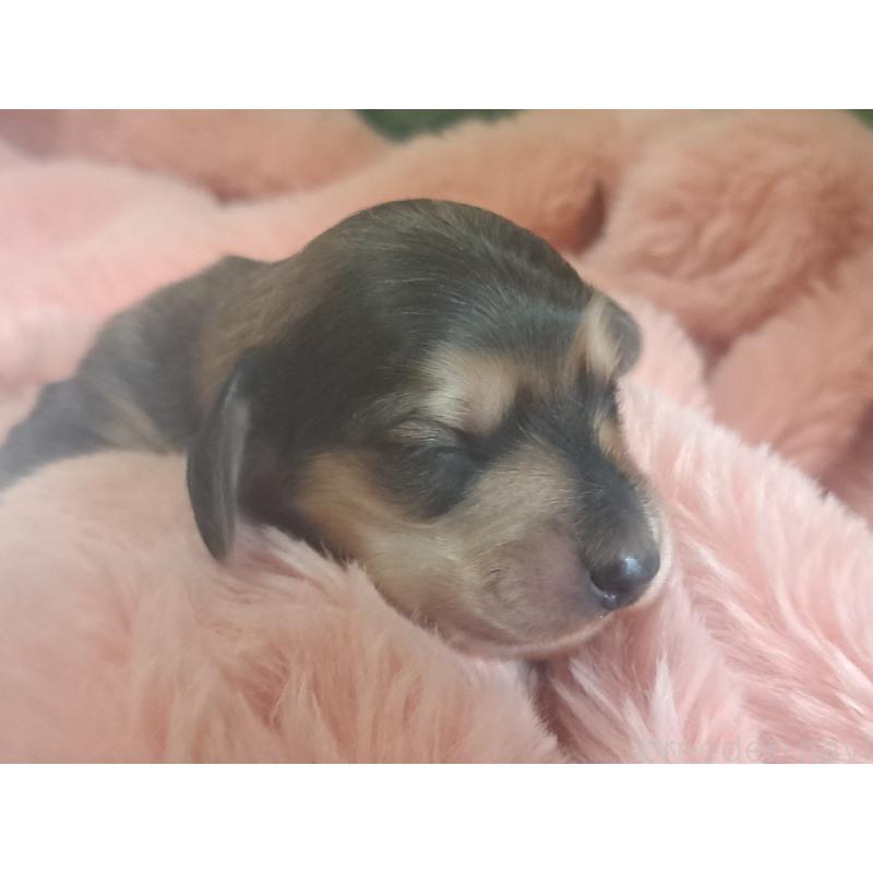 販売中の愛知県のミニチュアダックスフンド(ロングヘアード)-443114の1枚目