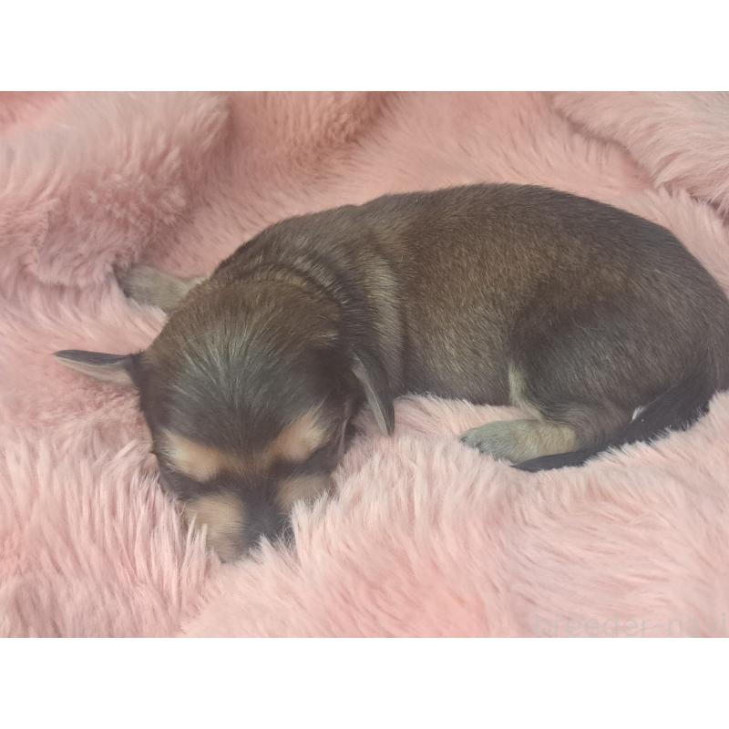 販売中の愛知県のミニチュアダックスフンド(ロングヘアード)-443114の5枚目