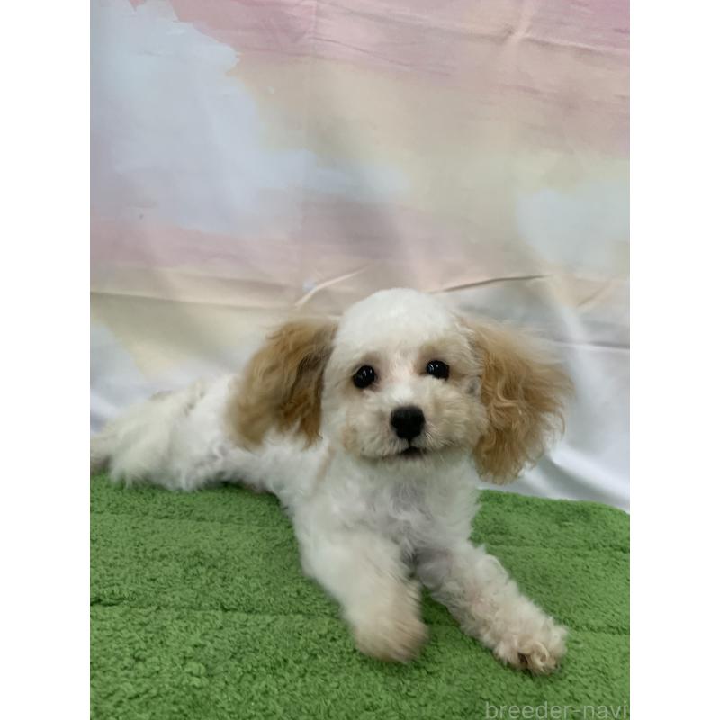 販売中の大阪府のティーカッププードル-420236の2枚目