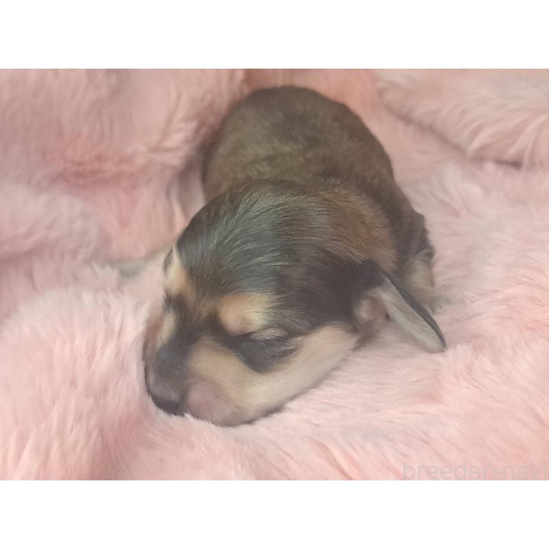 販売中の愛知県のミニチュアダックスフンド(ロングヘアード)-443114の4枚目