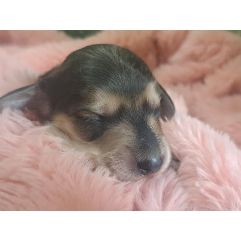 販売中の愛知県のミニチュアダックスフンド(ロングヘアード)-443114の3枚目