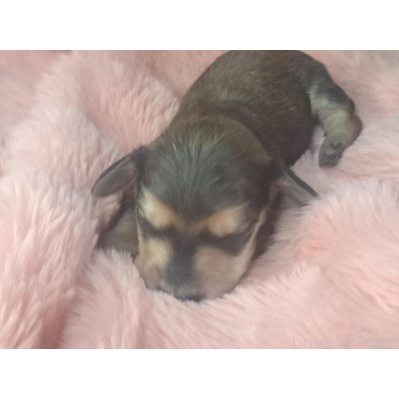 販売中の愛知県のミニチュアダックスフンド(ロングヘアード)-443114の2枚目