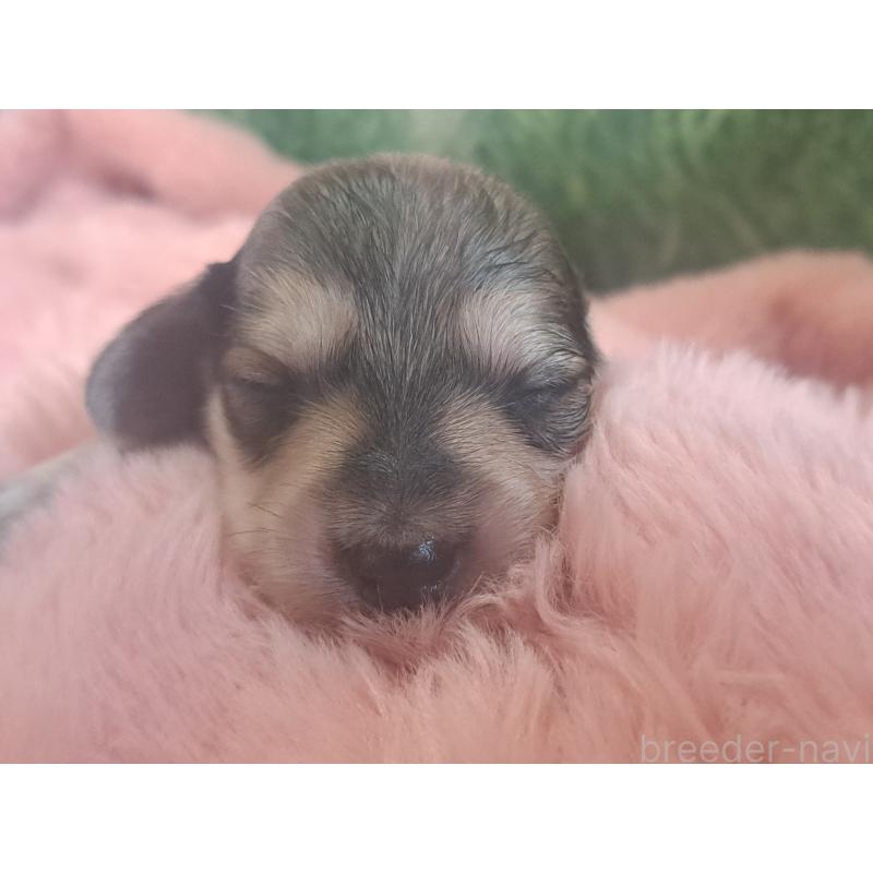 販売中の愛知県のミニチュアダックスフンド(ロングヘアード)-443115の5枚目