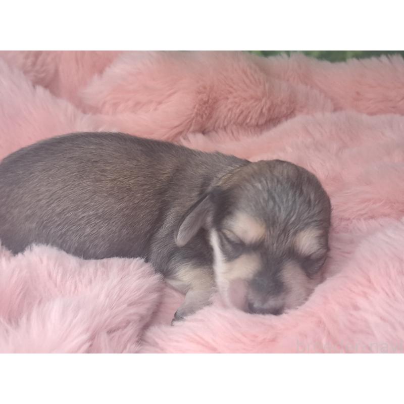 販売中の愛知県のミニチュアダックスフンド(ロングヘアード)-443115の4枚目