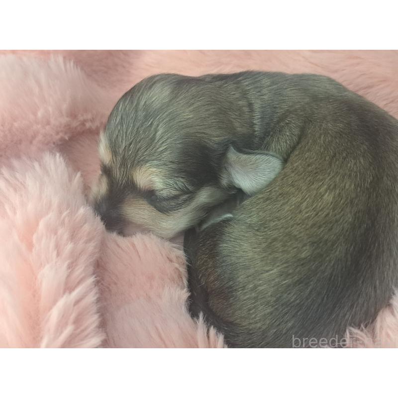 販売中の愛知県のミニチュアダックスフンド(ロングヘアード)-443115の2枚目