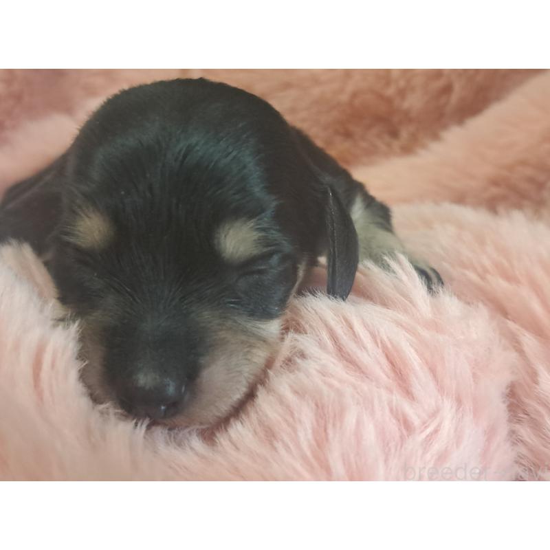 販売中の愛知県のミニチュアダックスフンド(ロングヘアード)-443116の5枚目