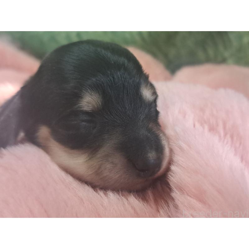販売中の愛知県のミニチュアダックスフンド(ロングヘアード)-443116の4枚目